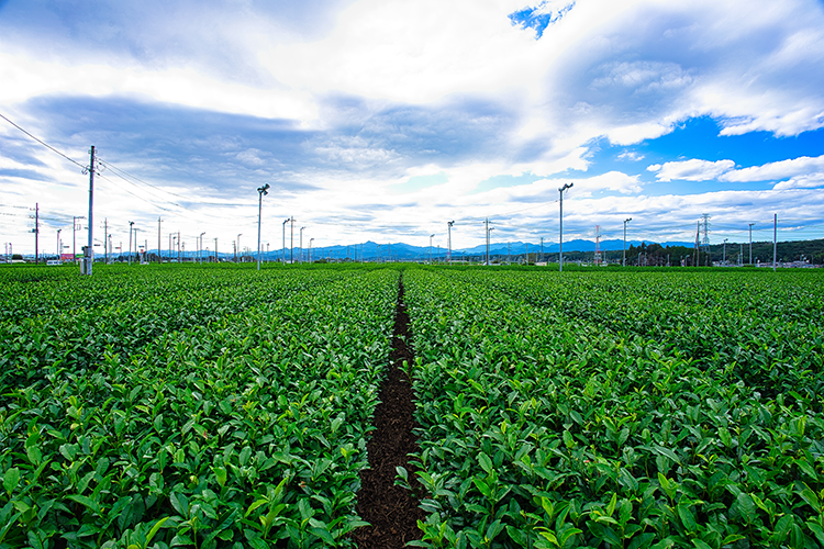 埼玉県産狭山茶100%使用