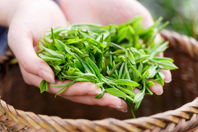 狭山茶の新茶とは？その魅力と楽しみ方を徹底解説